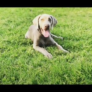 Meet your Posher, Janet